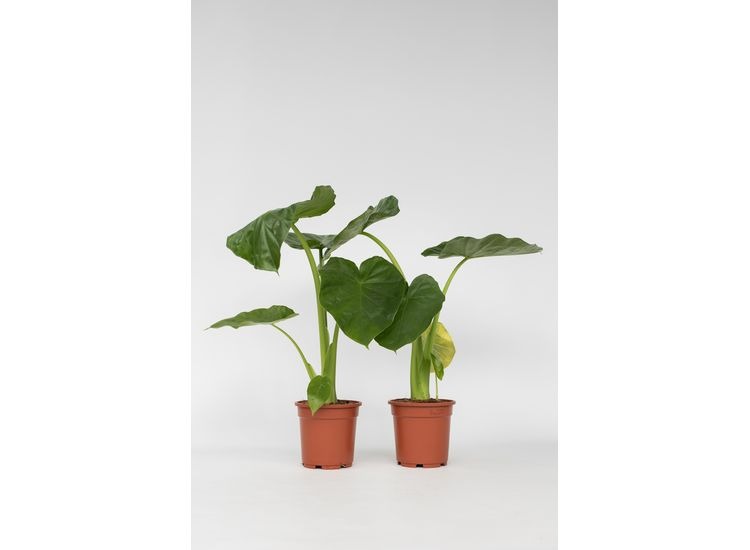 Set van 2 Alocasia Macrrorhiza 'Olifantsoren' afbeelding