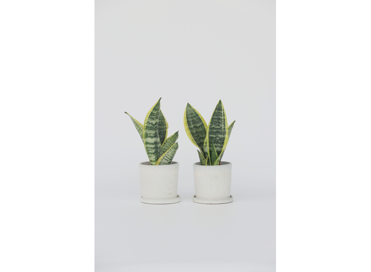 Set van 2 Sanseveria - 'Vrouwentong'