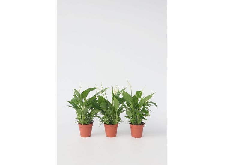 Set van 3 Spathiphyllum - 'lepelplanten'