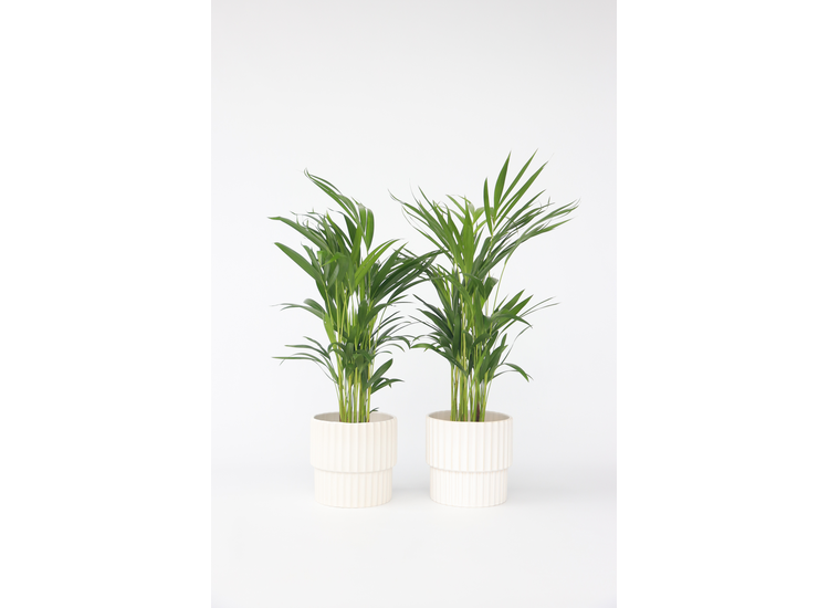 Set van 2 Areca Lutescens kamerpalmen afbeelding