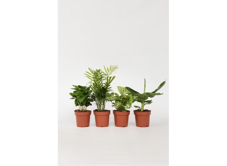 Budget kamerplanten - mix van 4 afbeelding