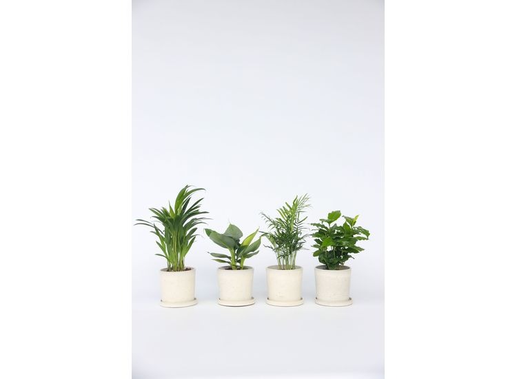 Mix van 4 Trendy Kamerplanten afbeelding