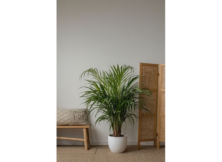 Chamber palms (Areca and Chamaedorea) - mix of 2 afbeelding