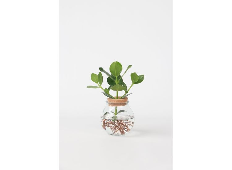 Clusia plant in bolglas - Hydroponie