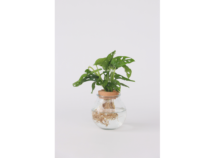 Monstera Adansonii 'Monkey Mask' in bolglas - Hydroponie afbeelding