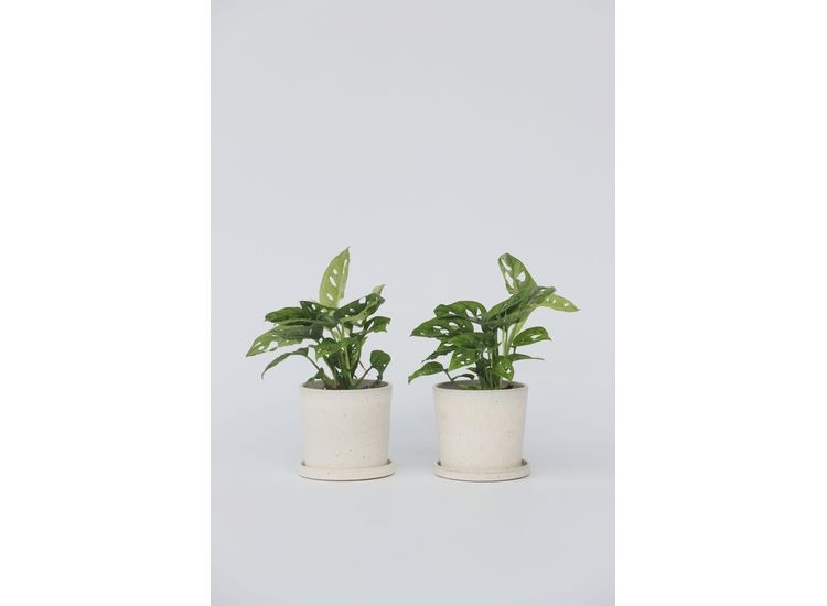 2-pack Monstera Monkey-Mask afbeelding