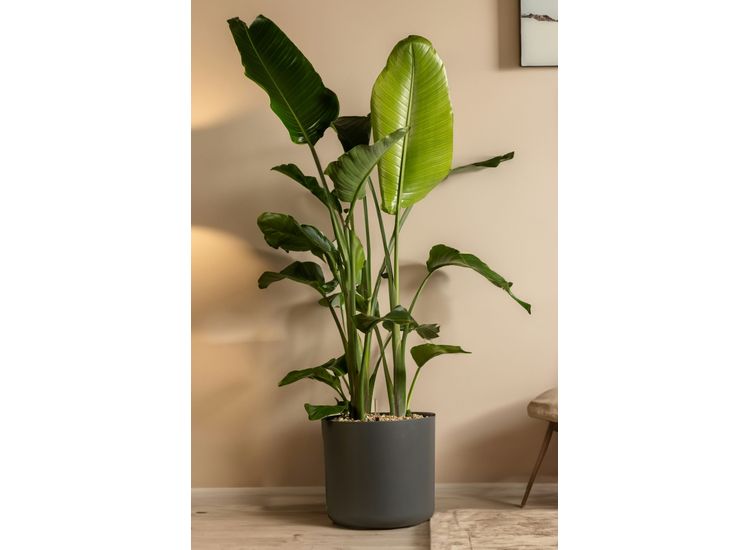 Strelitzia Nicolai 'Paradijsvogelplant' - medium afbeelding