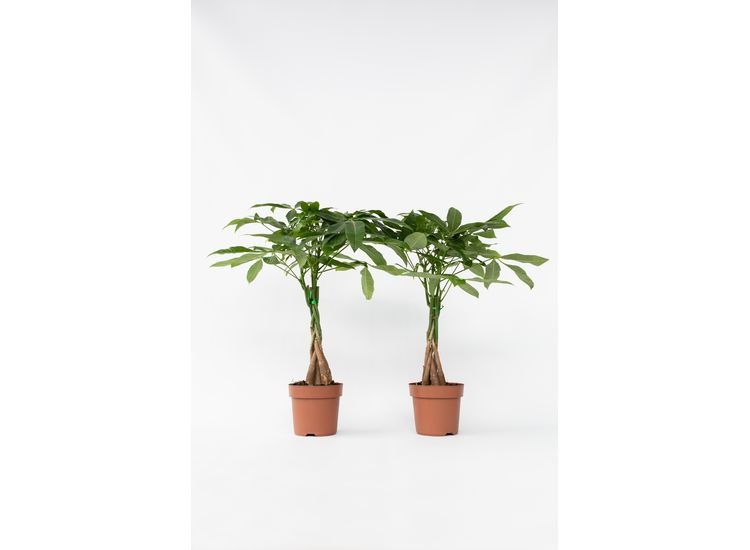 Set van 2 Pachira 'Money trees' - Geluksboompjes afbeelding