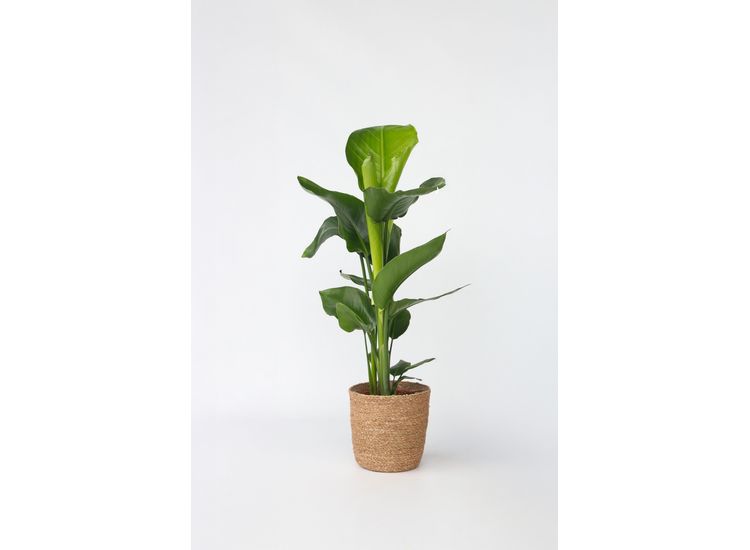 Strelitzia Nicolai 'L' inclusief mand afbeelding