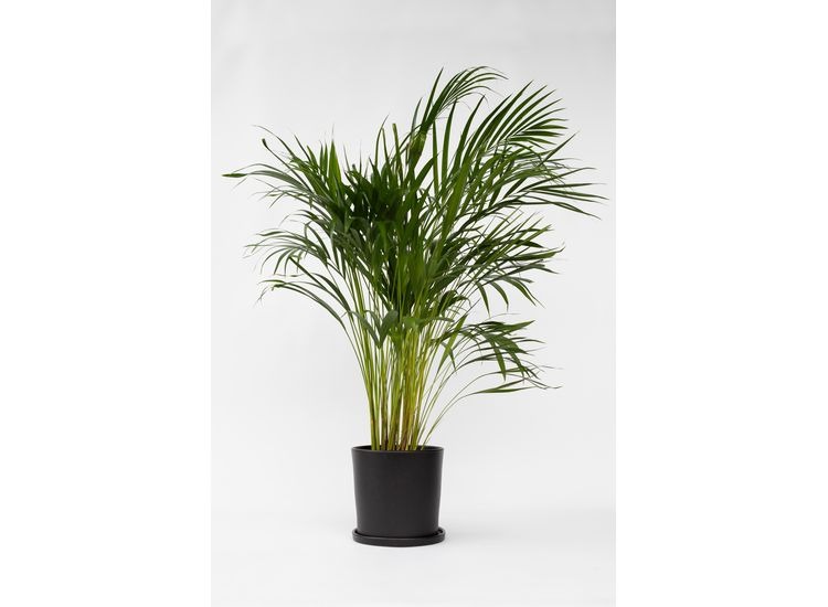XL Areca Goudpalm - 90-100 cm afbeelding