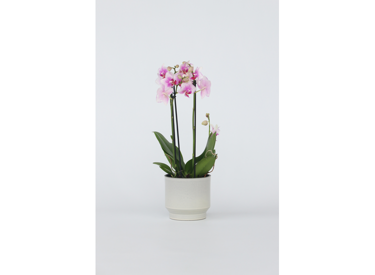 Phalaenopsis Multiflora Orchidee roze afbeelding