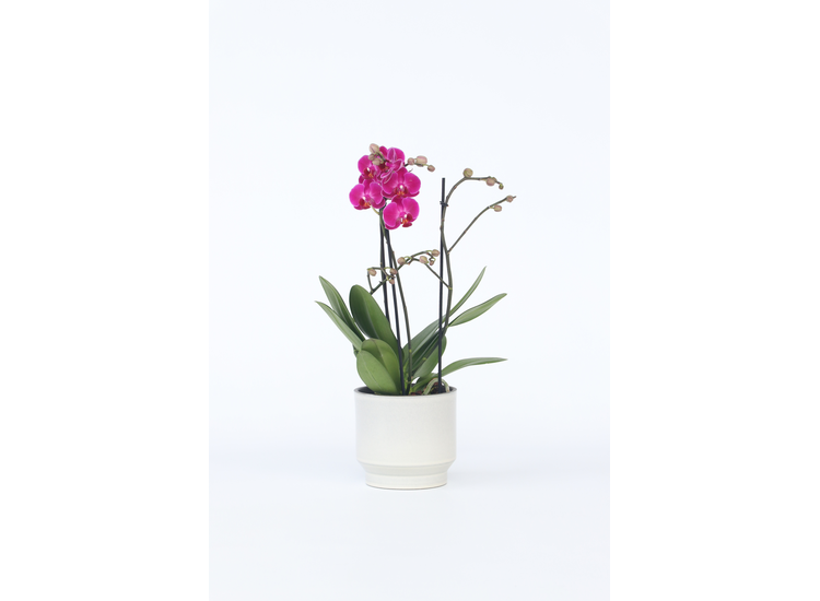 Phalaenopsis Multiflora Orchidee paars afbeelding