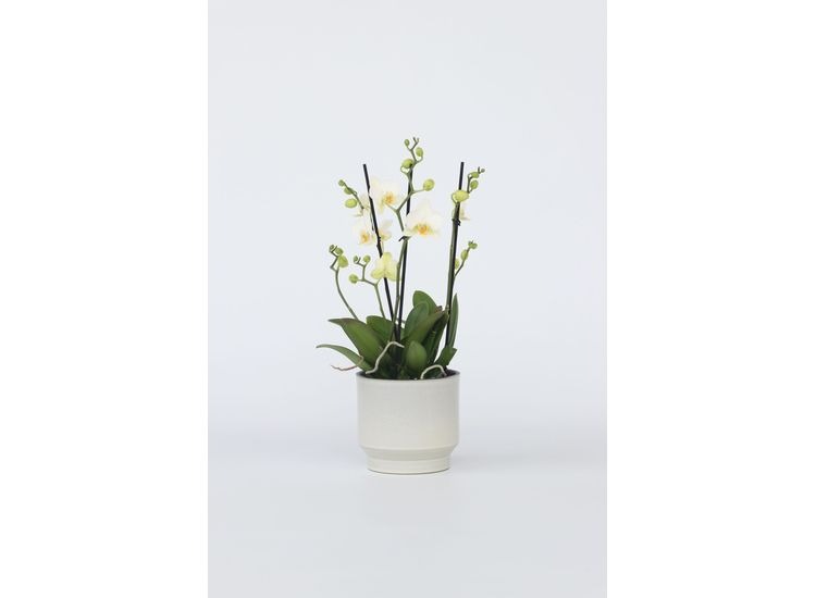 Phalaenopsis Multiflora Orchidee wit afbeelding