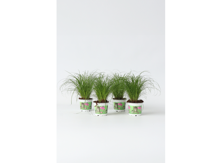 4 Cyperus Kattengras planten afbeelding