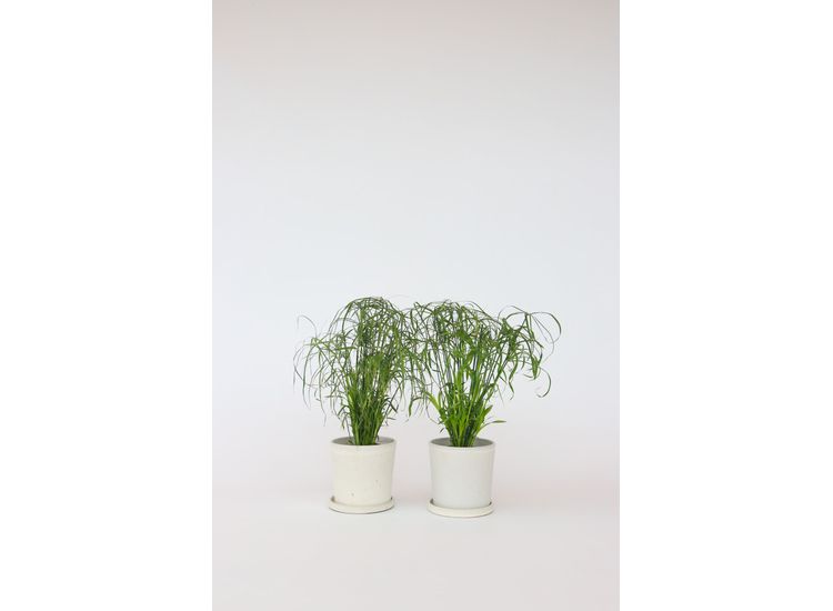 2 Cyperus 'Paraplu' planten afbeelding