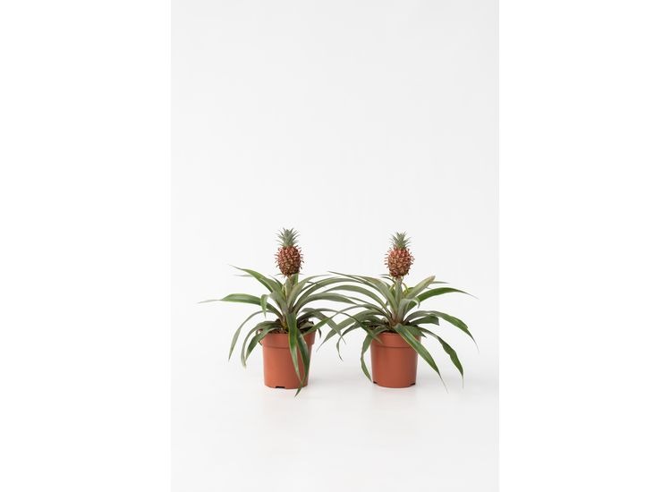 2 Ananas mi Amigo afbeelding
