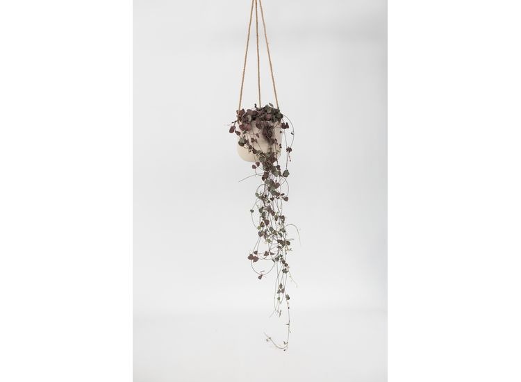Ceropegia Woodii 'Chinees lantaarnplantje afbeelding
