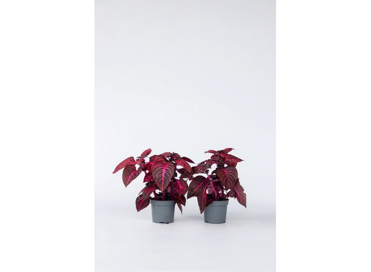 Iresine Herbstii 'Rich Red Star' (rood) - set van 2 afbeelding
