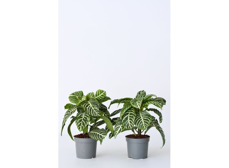 2 Aphelandra Zebra planten afbeelding