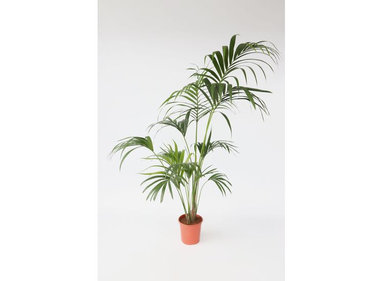 XXL Kentia Indoorpalm 'Howea Forsteriana' afbeelding