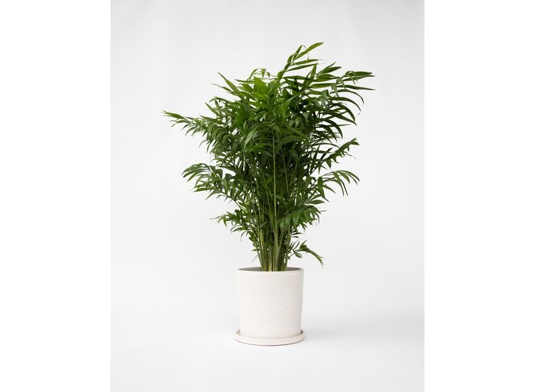Chamaedorea Elegans 'Mexican Dwarf Palm' P20 afbeelding