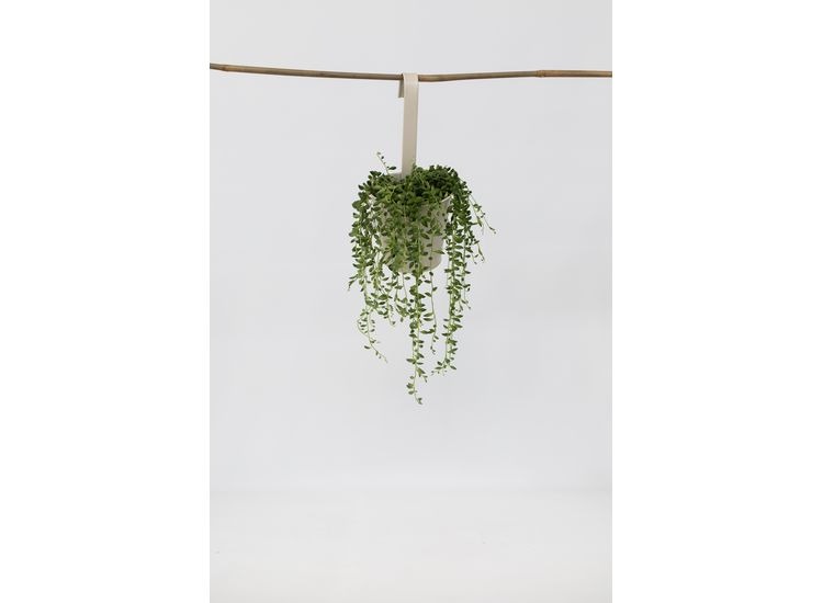 Senecio 'String of Pearls' hanging plant