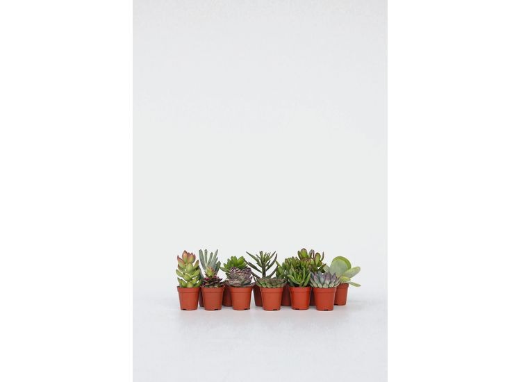 Mini Succulenten - mix van 12 afbeelding