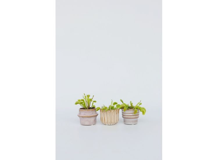 Dionaea Venus Flytrap 3-pack afbeelding