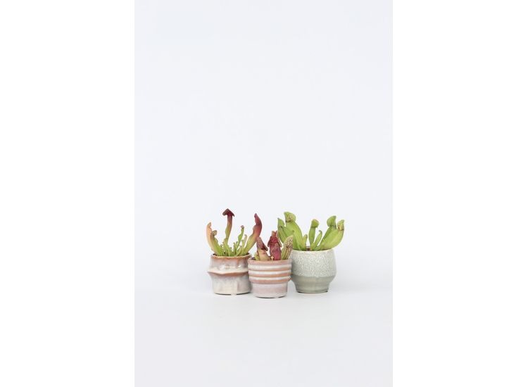 Sarracenia Mix 3-pack afbeelding