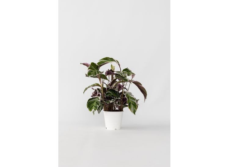 Calathea 'Fusion White' afbeelding