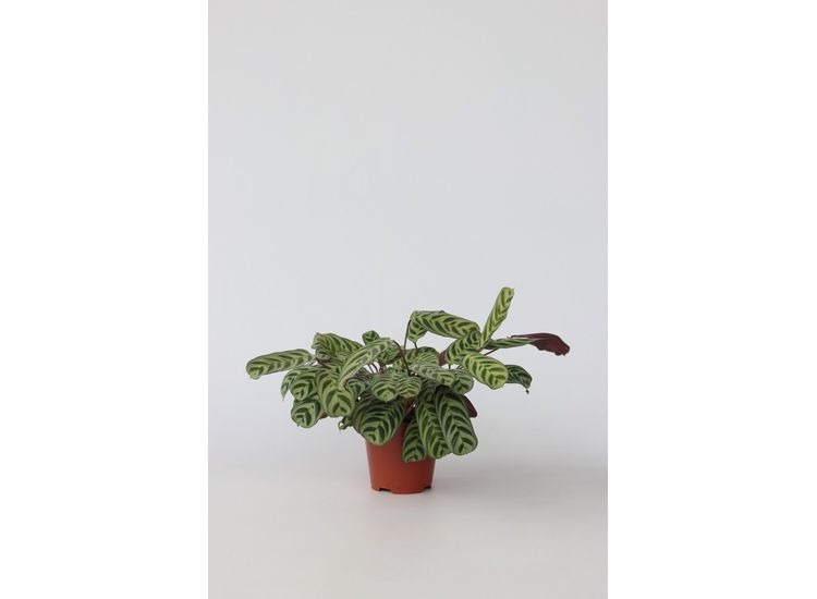 Ctenanthe Burle-marxii afbeelding