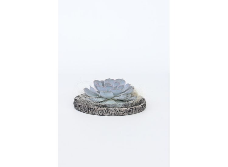 Echeveria Lilacina in decorative Koala bowl afbeelding