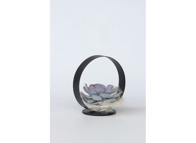 Echeveria in black metal holder afbeelding