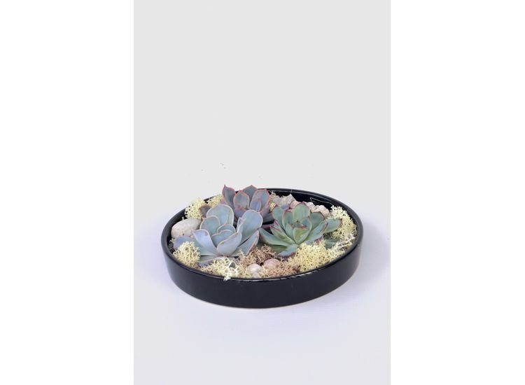Echeveria Garden Mix in black bowl afbeelding