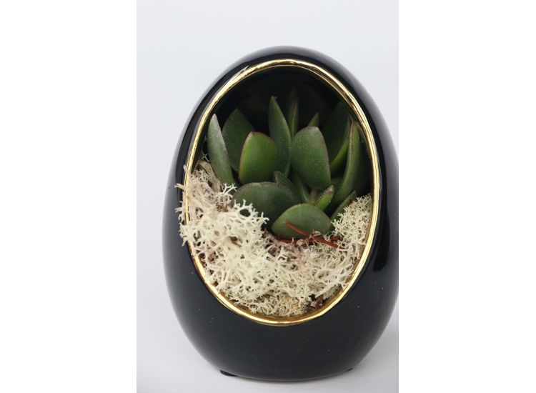 Echeveria in decorative egg black/gold - set of 2 afbeelding