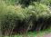 3 Groene Bamboe struiken - Fargesia Rufa