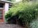 3 Groene Bamboe struiken - Fargesia Rufa