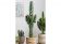 Euphorbia Eritrea Cactus - 45-55cm