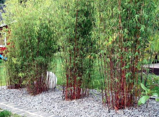 Set van 3 Fargesia Asian Wonder – Rode Bamboestruiken - Niet Woekerend