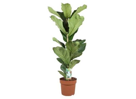XL Ficus Lyrata 'Fiddle Leaf plant'