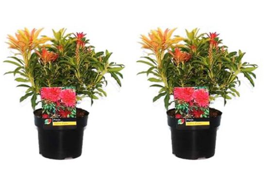 Pieris 'Forest Flame' - set of 2