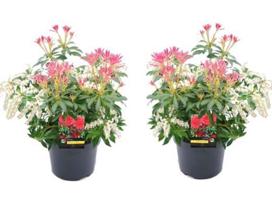 Pieris 'Forest Flame' - set of 2