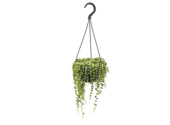 Senecio 'String of Pearls' hanging plant