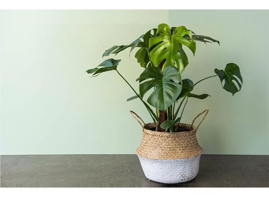 Monstera Deliciosa Gatenplant - 70-80cm