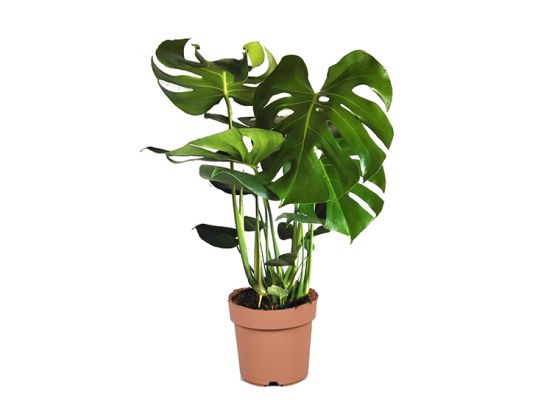 Monstera Deliciosa Gatenplant - 70-80cm