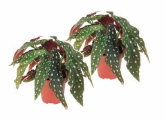 2 Begonia Polkadot 'Stippenbegonia'