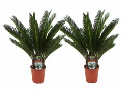 Set van 2 prachtige King Sago palmbomen