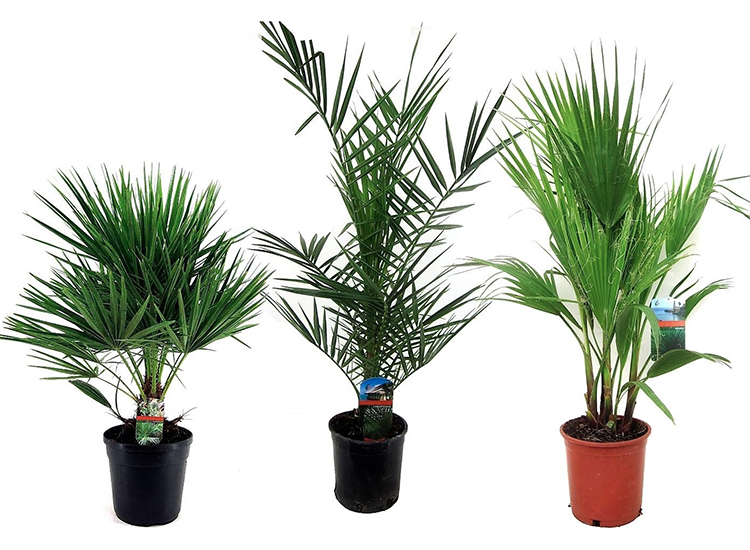 Set van 3 verschillende Palmbomen