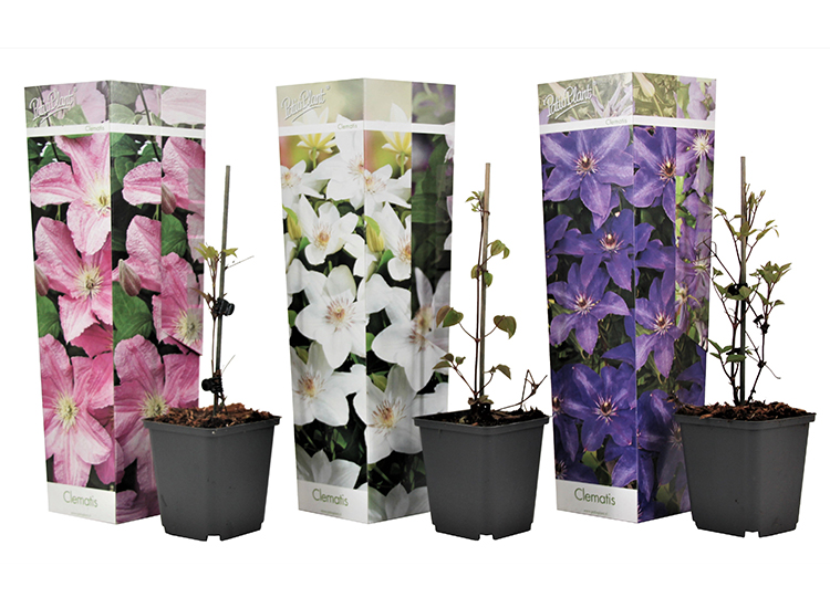 Mix van 3 Clematis