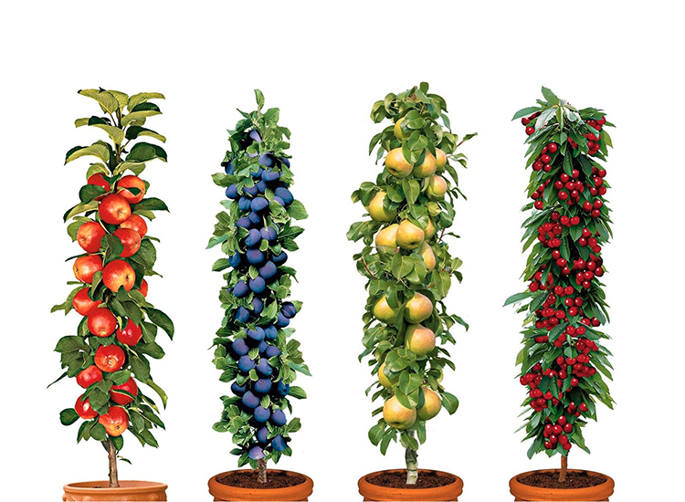 Afbeelding van 4 Winterharde fruitbomen: Kers, Pruim, Appel en Peer + Pokon plantvoeding